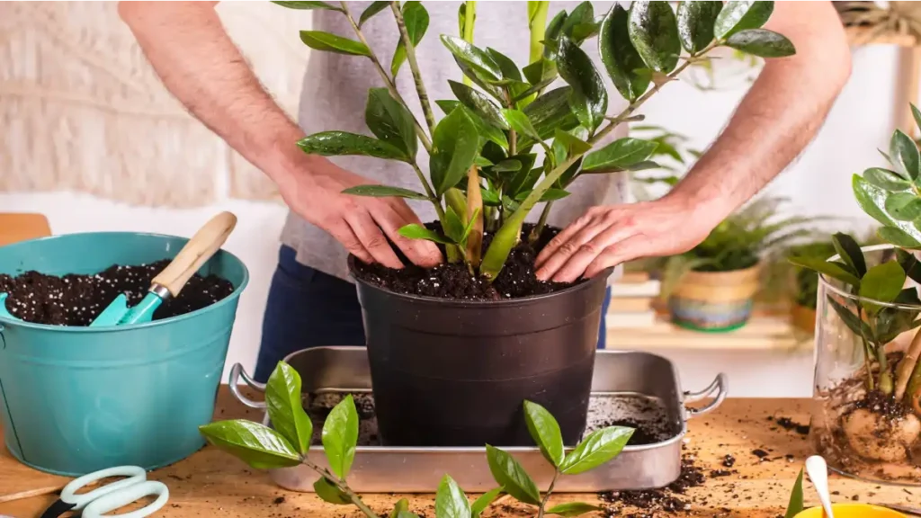 Plantando zamioculca no vaso, plantas de sombra no blog Conversa Pronta.