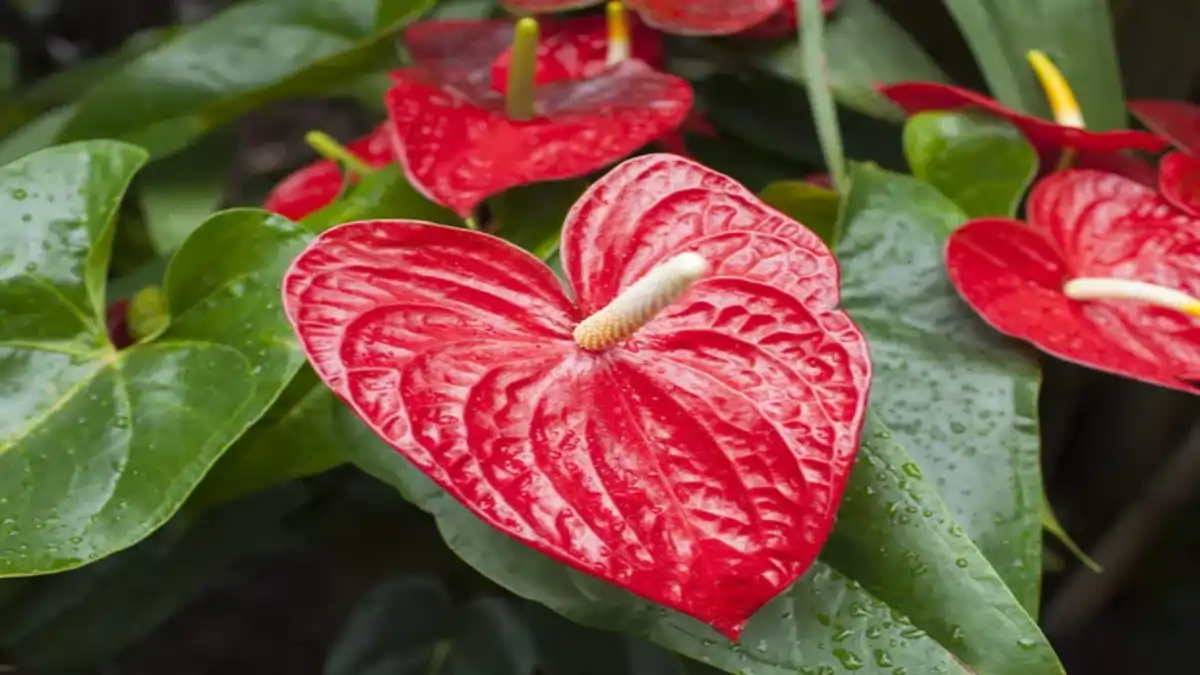 Antúrio, Vasos com flores imortais no blog Conversa Pronta.