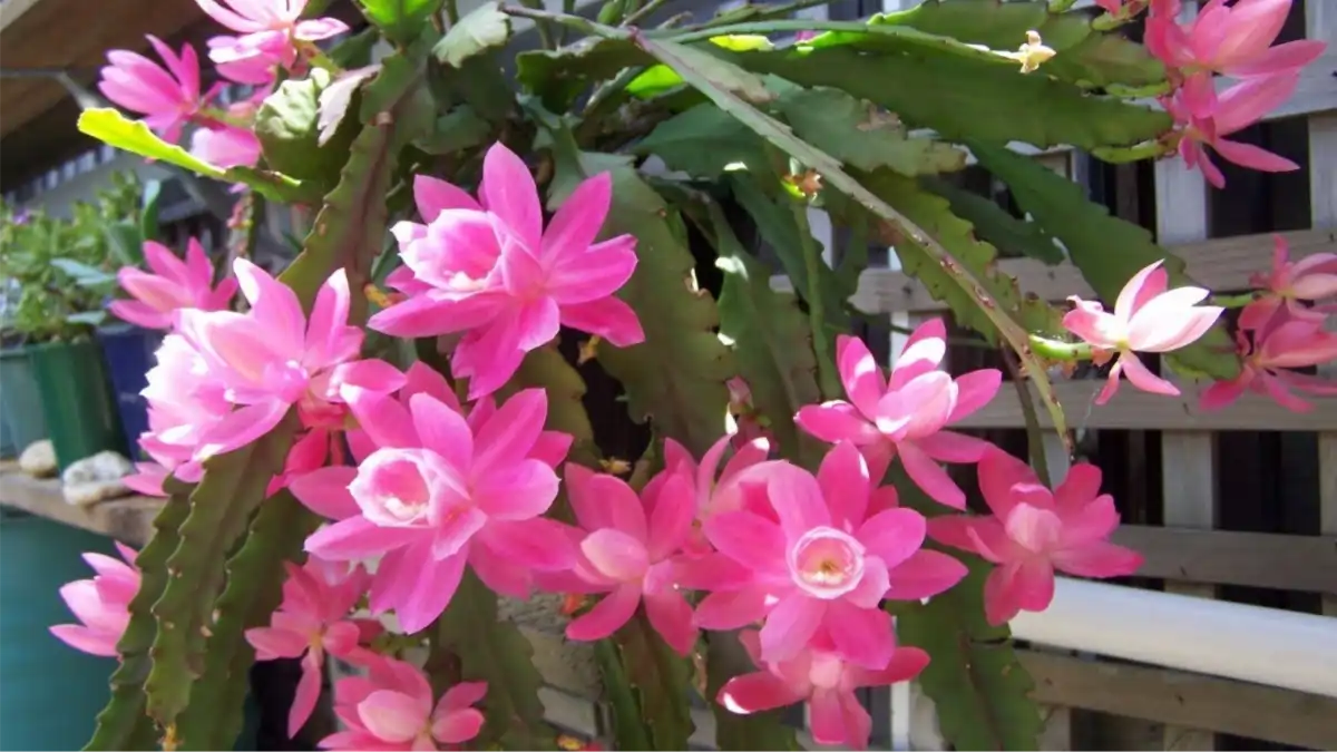 Orquídea cactos, Vasos com flores imortais no blog Conversa Pronta.