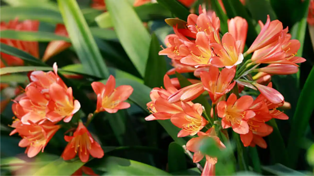 Clívia, Vasos com flores imortais no blog Conversa Pronta.