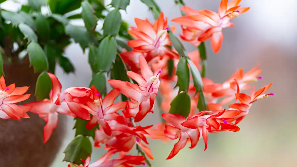 Flor de maio, Vasos com flores imortais no blog Conversa Pronta.