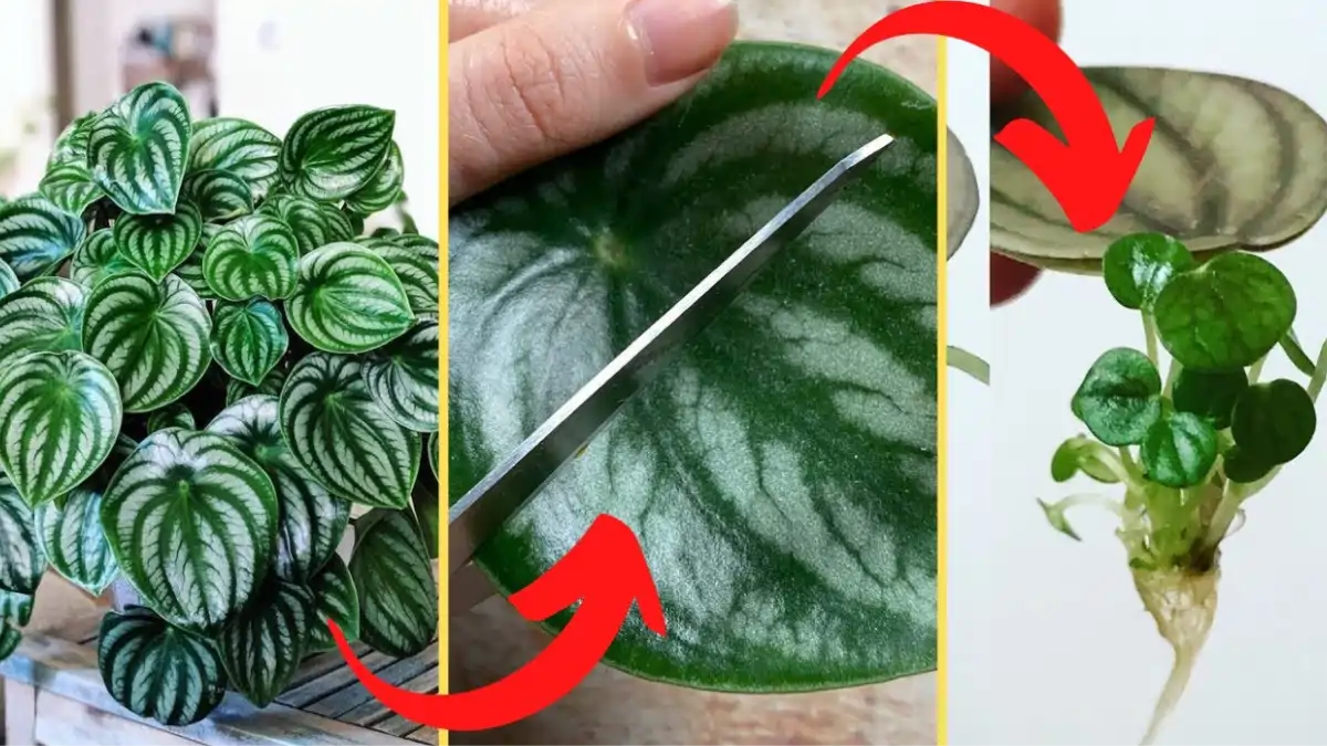 As 10 plantas de alto lucro estão todas no blog Conversa Pronta. Confira as dicas.