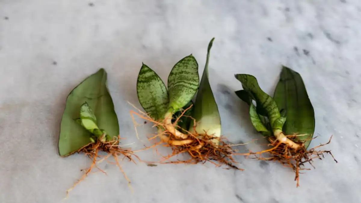 As 10 plantas de alto lucro estão todas no blog Conversa Pronta. Confira.