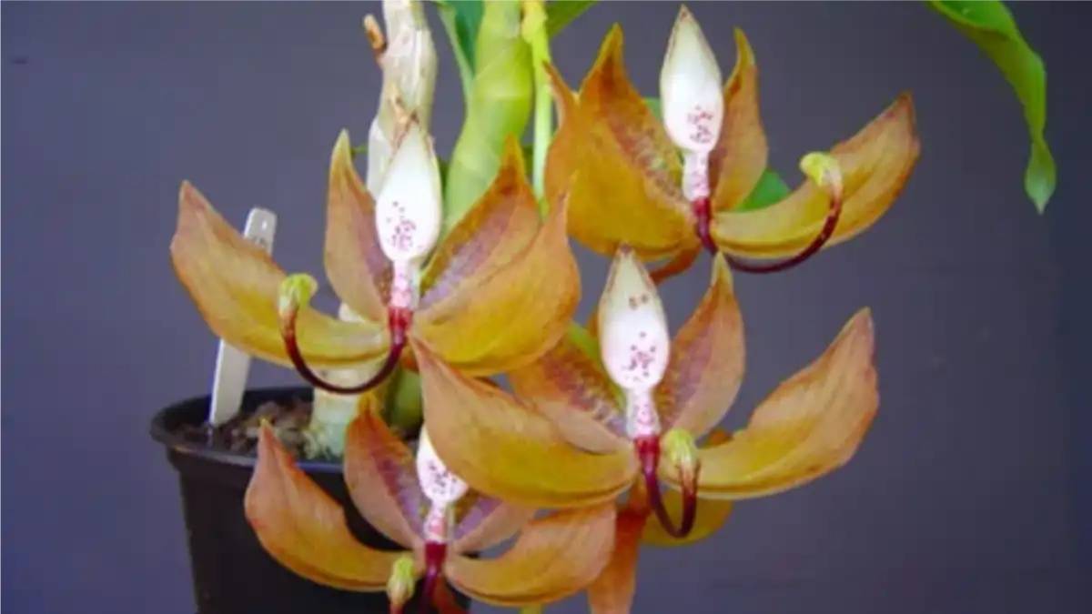 Uma Orquídea pescoço de cisne no blog Dica Pronta.