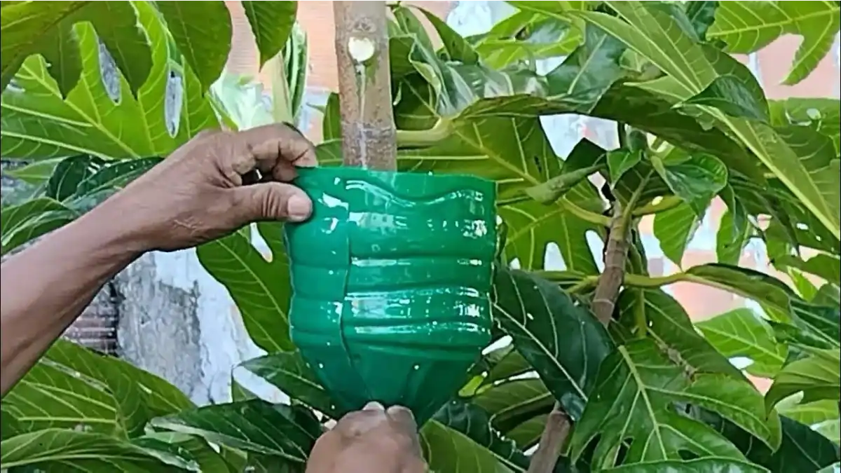 A alporquia na garrafa pet mostrada em detalhes no blog Conversa Pronta.