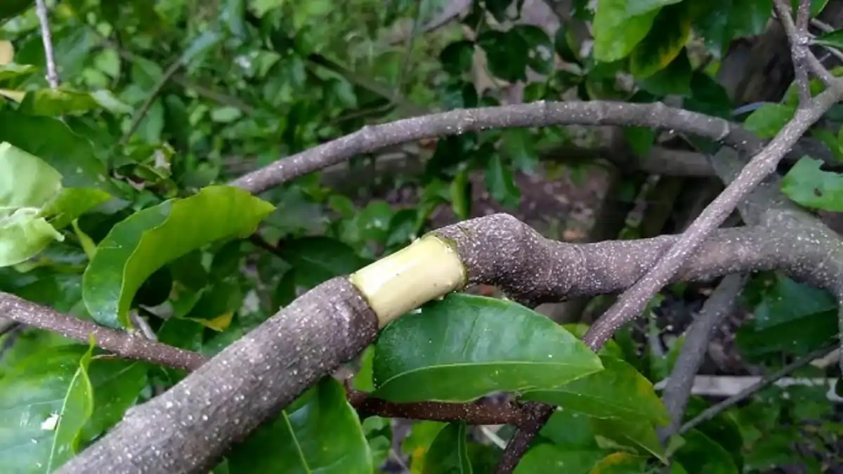 Alporquia na garrafa pet com passo a passo e dicas no blog Conversa Pronta. Confira aqui!