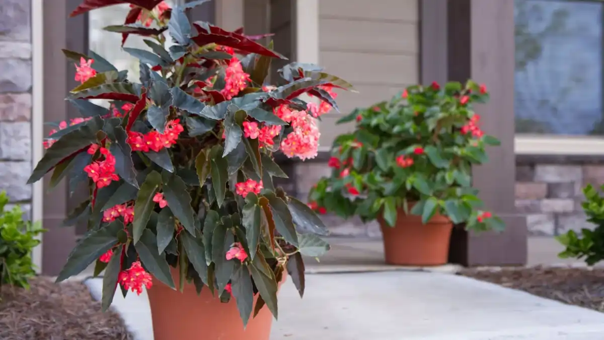 Begônia, Vasos com flores imortais no blog Conversa Pronta.