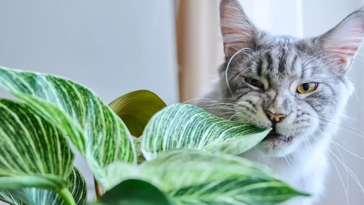 As Plantas e Pets e as dicas estão no blog Conversa Pronta. Confira agora o passo a passo.