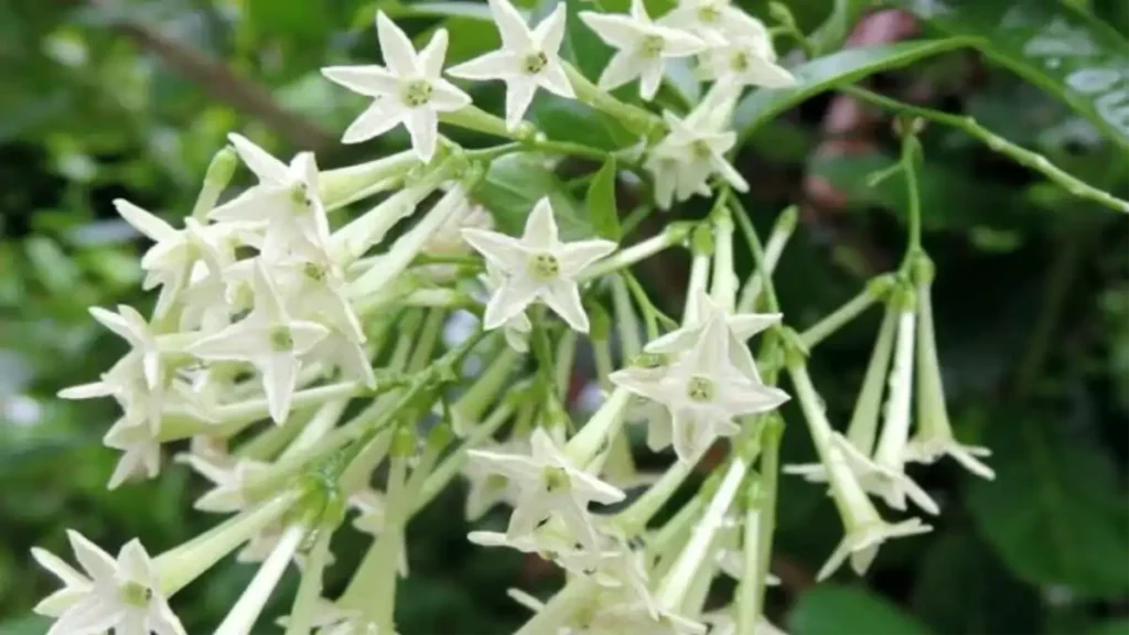 Dama da noite florida no blog Conversa Pronta.