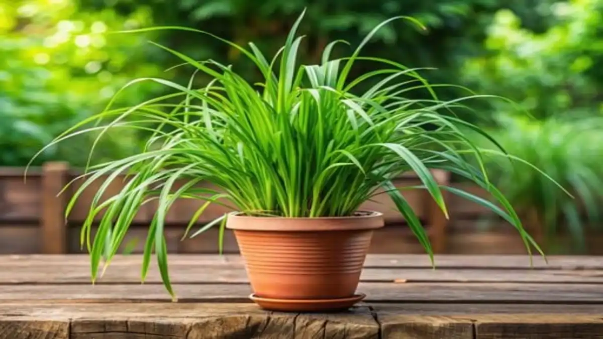 Citronela em casa, cultivo em vasos e canteiros. As dicas estão todas no blog Conversa Pronta.