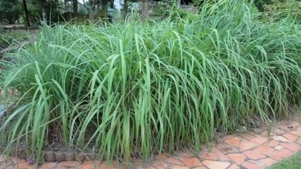 A Citronela em casa, cultivo em vasos e canteiros. As dicas estão todas no blog Conversa Pronta.