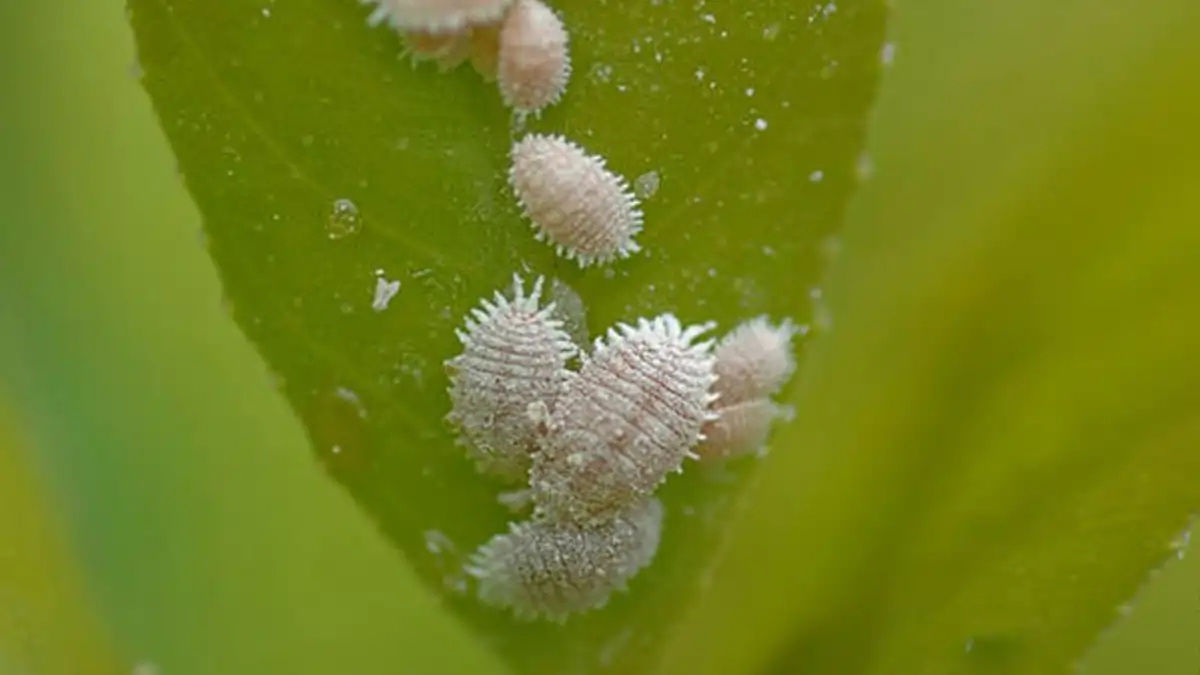 Dama da noite com dicas de cultivo no blog Conversa Pronta. Confira agora.