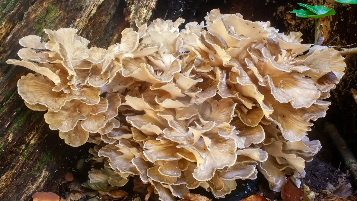 Cogumelo é seguro? Veja os perigos explicados no blog Conversa Pronta. Confira todas as dicas completas no post.