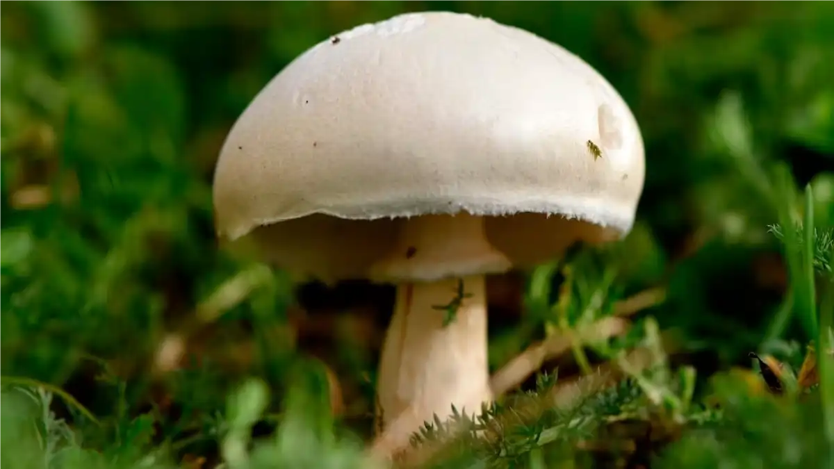 O cogumelo é seguro? Veja os perigos explicados no blog Conversa Pronta. Confira todas as dicas completas no post.