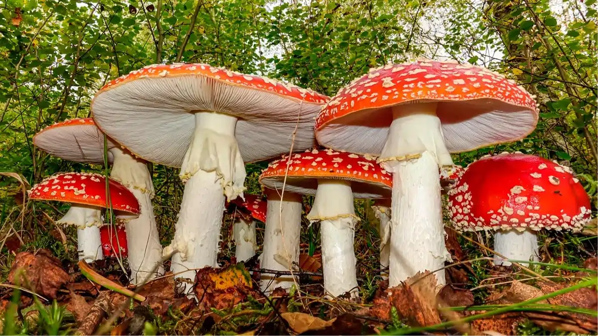 O cogumelo é seguro? Veja os perigos explicados no blog Conversa Pronta.