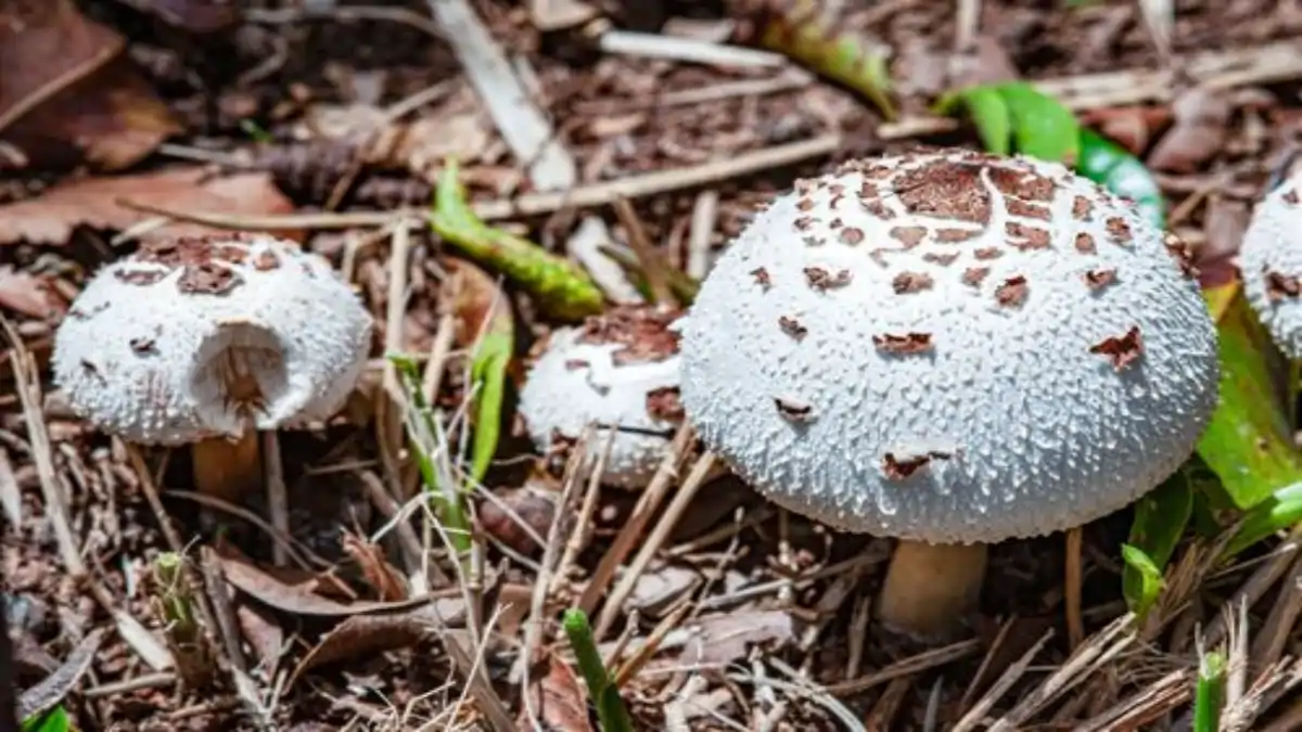 O cogumelo é seguro? Veja os perigos explicados no blog Conversa Pronta. Confira.