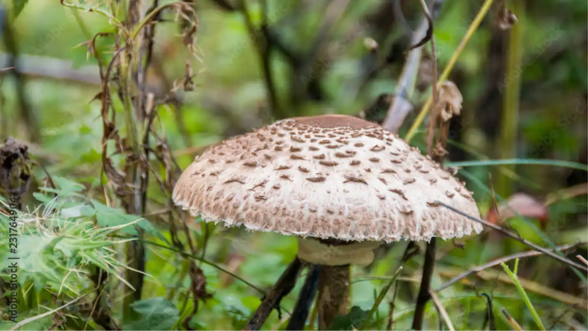 O cogumelo é seguro? Veja os perigos explicados no blog Conversa Pronta. Confira as dicas.