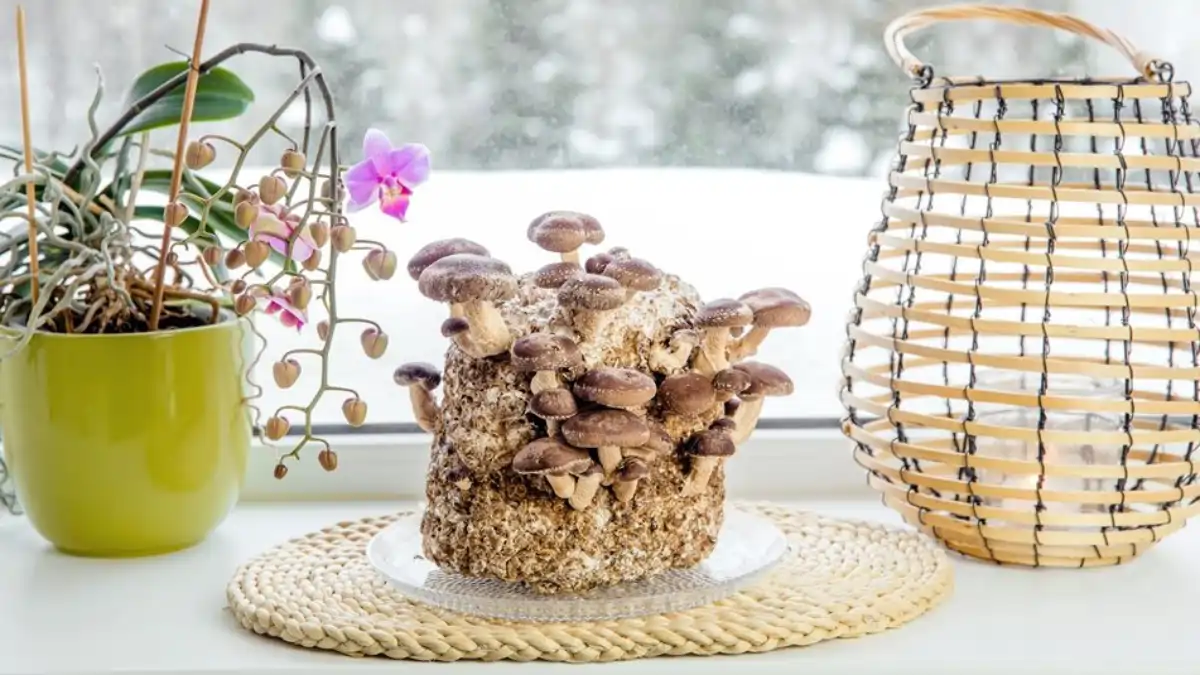 Shitake em casa. Dicas de cultivo no blog Dica Pronta.