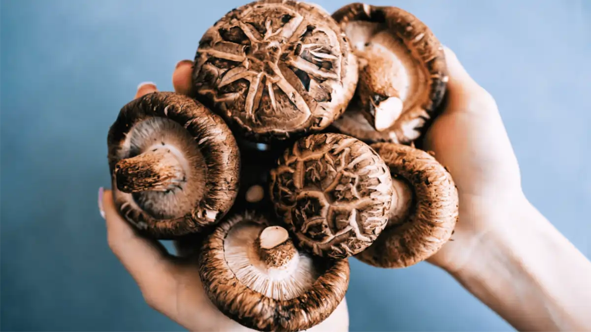 Shitake em casa. Dicas de cultivo no blog Dica Pronta. Veja aqui o passo a passo.