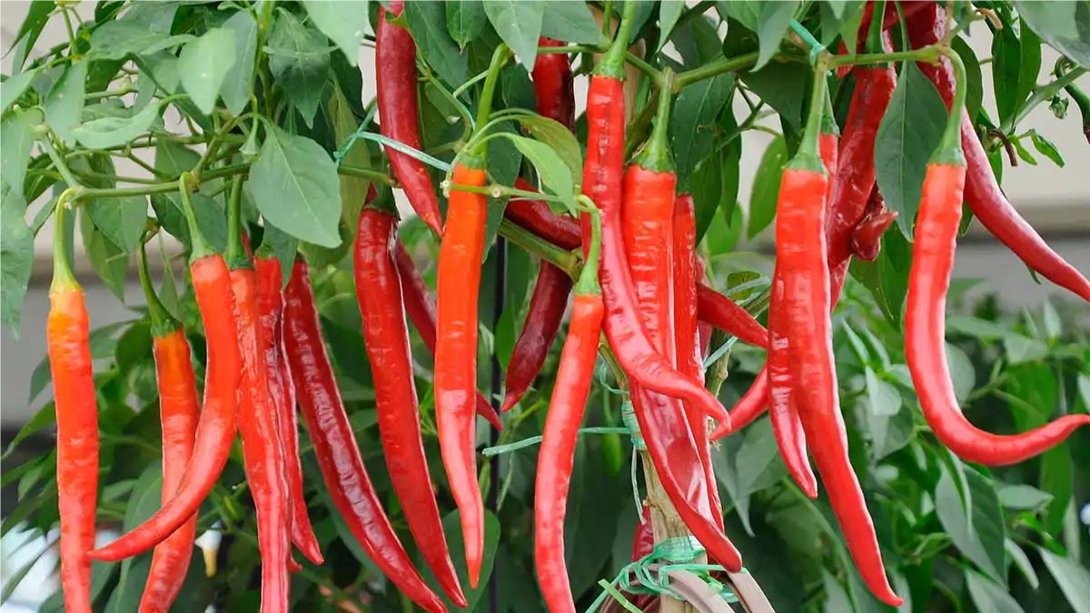 Como plantar pimenta em vasos. Passo a passo no blog Conversa Pronta.