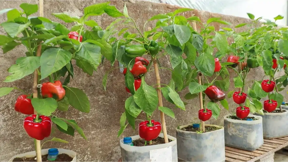 Tudo sobre Como plantar pimenta em vasos. Passo a passo completo e dicas no blog Conversa Pronta.