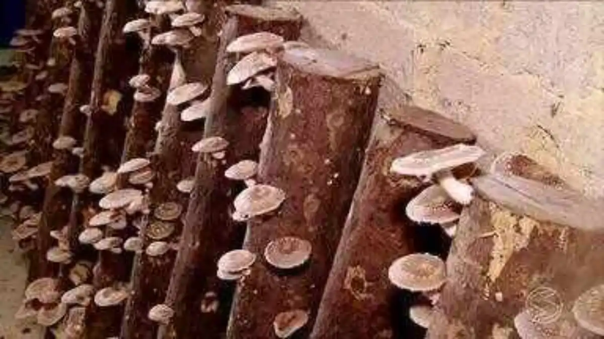 Shitake em casa. Dicas de cultivo no blog Dica Pronta. Veja aqui o passo a passo completo.