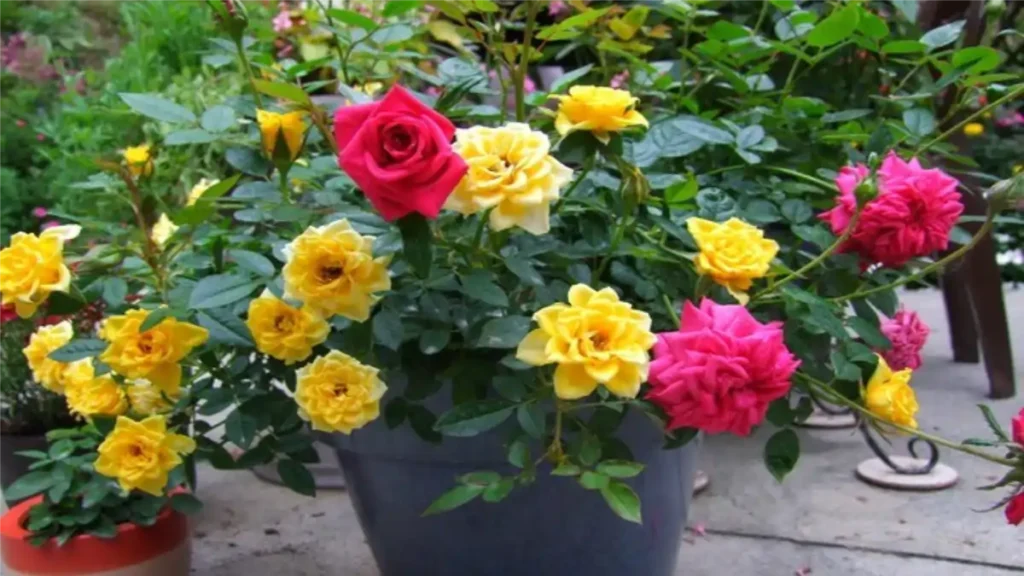 Vasos com mini rosas em uma mesa. Blog Conversa pronta.