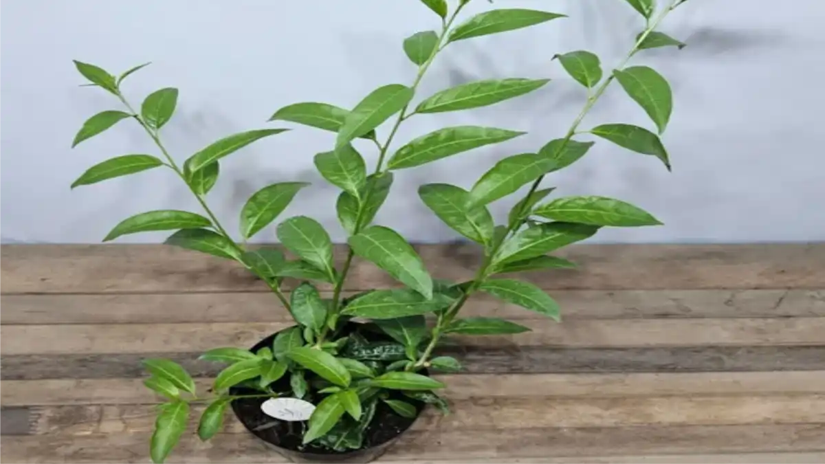 Dama da noite com dicas de cultivo no blog Conversa Pronta. Confira!