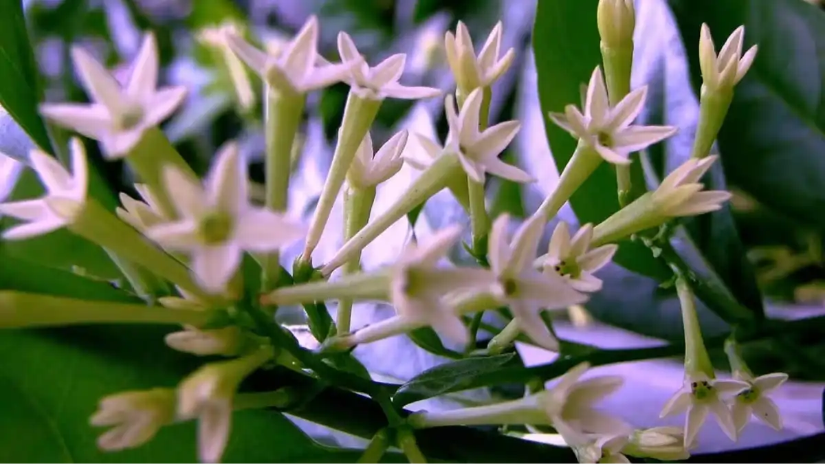 Cuidados com a dama da noite. Guia completo no blog Conversa Pronta.