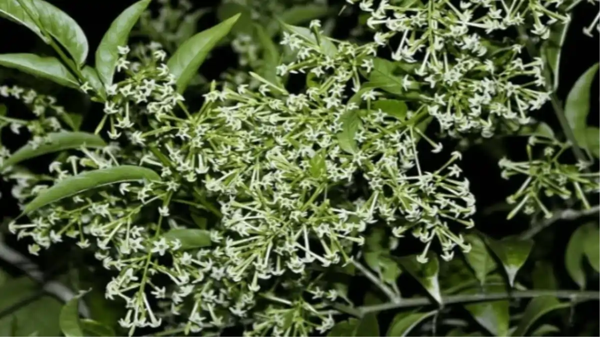 Dama da noite com dicas de cultivo no blog Conversa Pronta. Confira aqui.