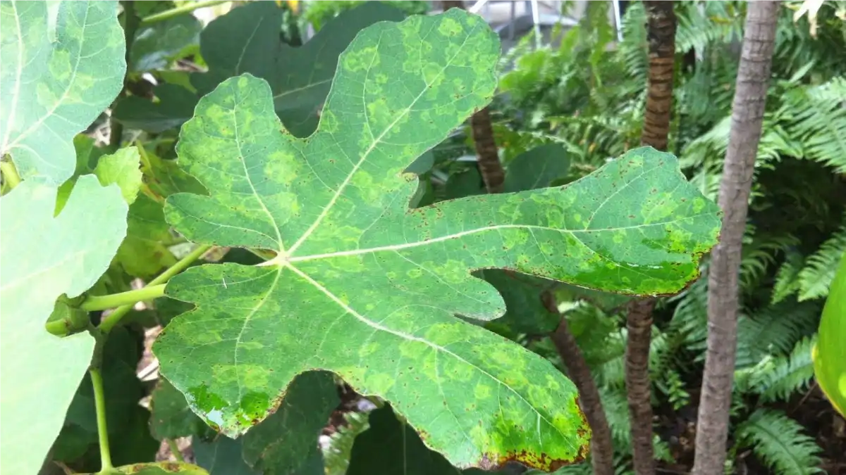 Doenças em Figo em vasos em casa. Um guia completo no blog Conversa Pronta.