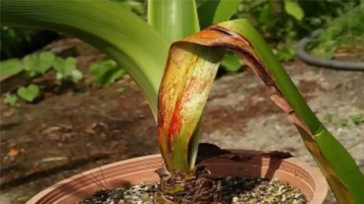 Amarílis Não Floresce? 50 Dúvidas Resolvidas Para 2026 e doenças, no Blog Conversa Pronta.