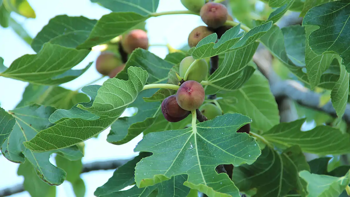 cultivo de  Figo em vasos em casa. Um guia completo no blog Conversa Pronta.