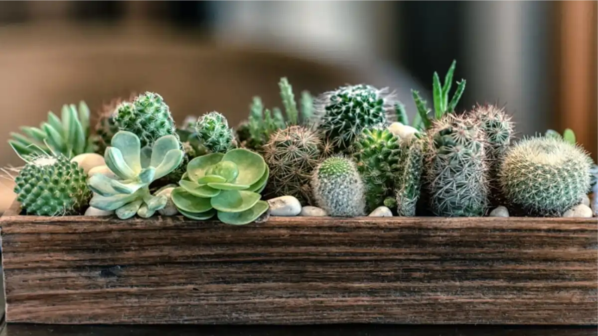 A Jardinagem completa, muitas dicas reais no blog Conversa Pronta. Um tutorial super completo. Confira as perguntas e respostas agora. 150 perguntas