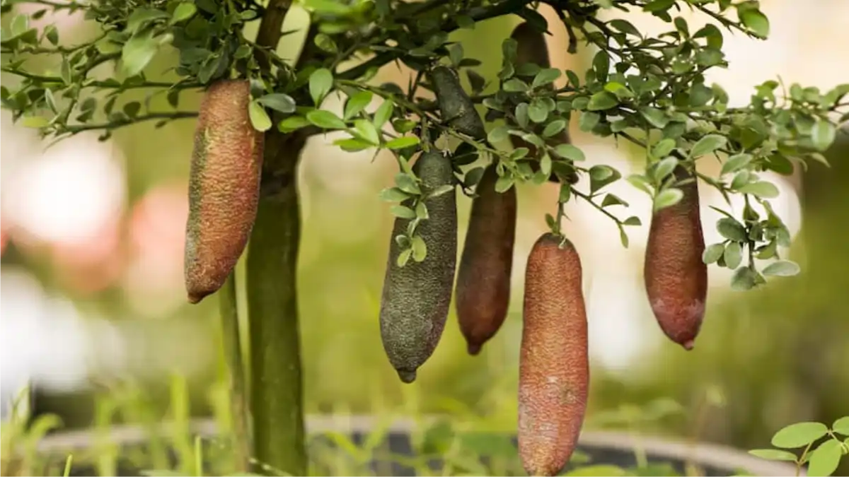 Limão caviar com as dicas de cultivo e controle no blog Conversa Pronta.