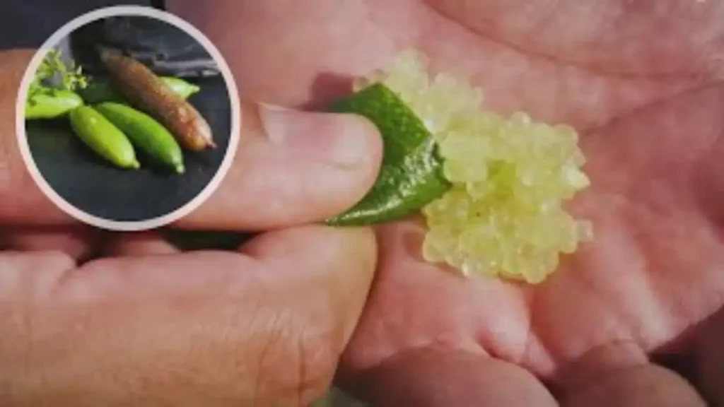 Limão caviar com dicas de cultivo no blog Conversa Pronta.