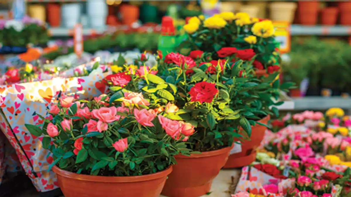 Vasos com mini rosas em passo a passo completo no  Blog Conversa pronta.