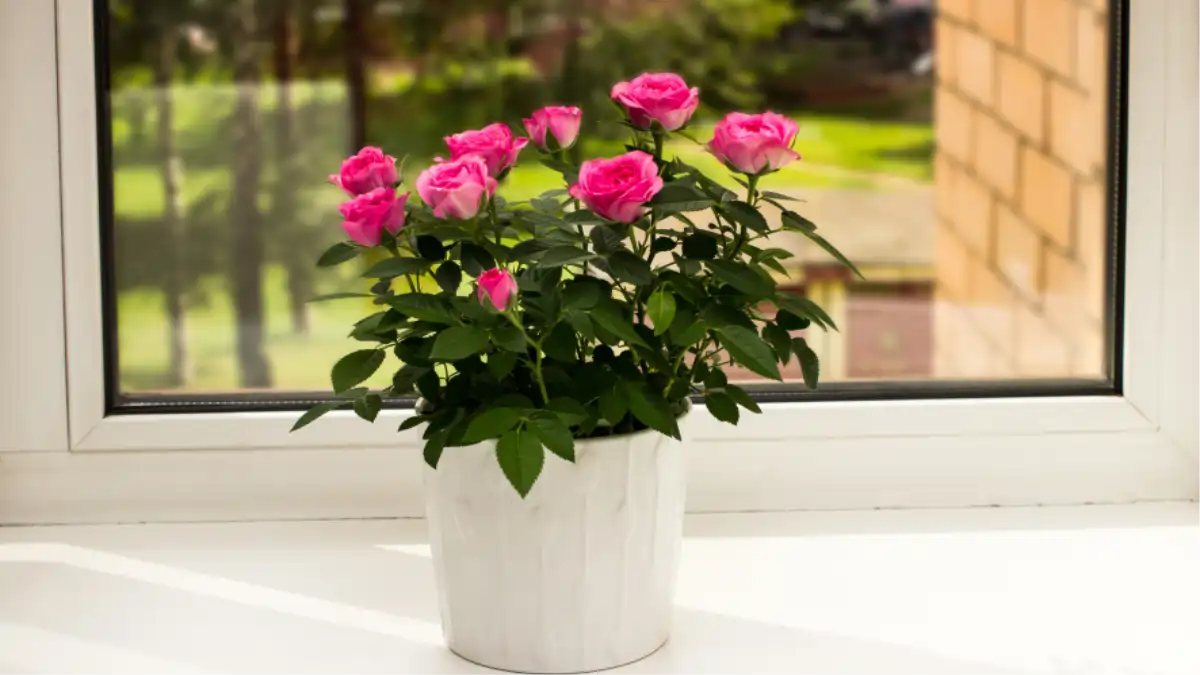 Vaso com mini rosas em passo a passo completo no  Blog Conversa pronta. Confira aqui!