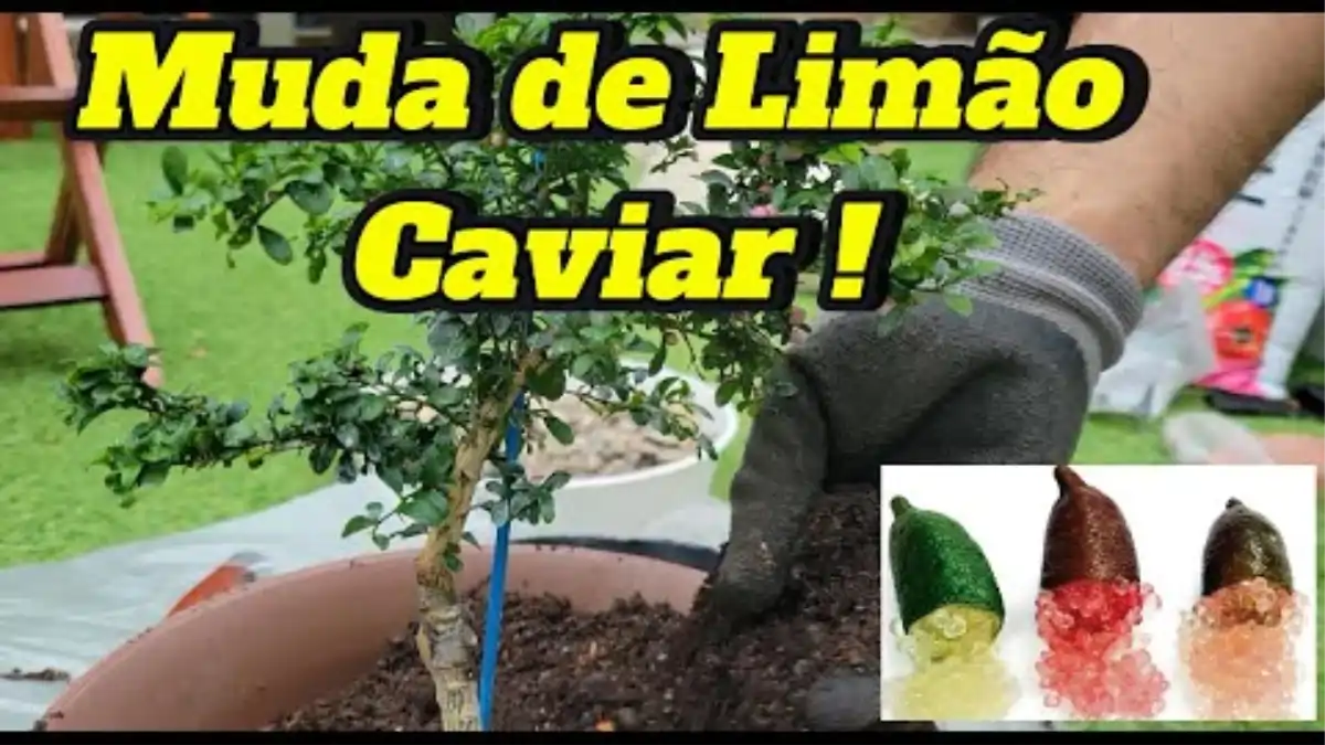 Limão caviar com as dicas de cultivo de mudas no blog Conversa Pronta.