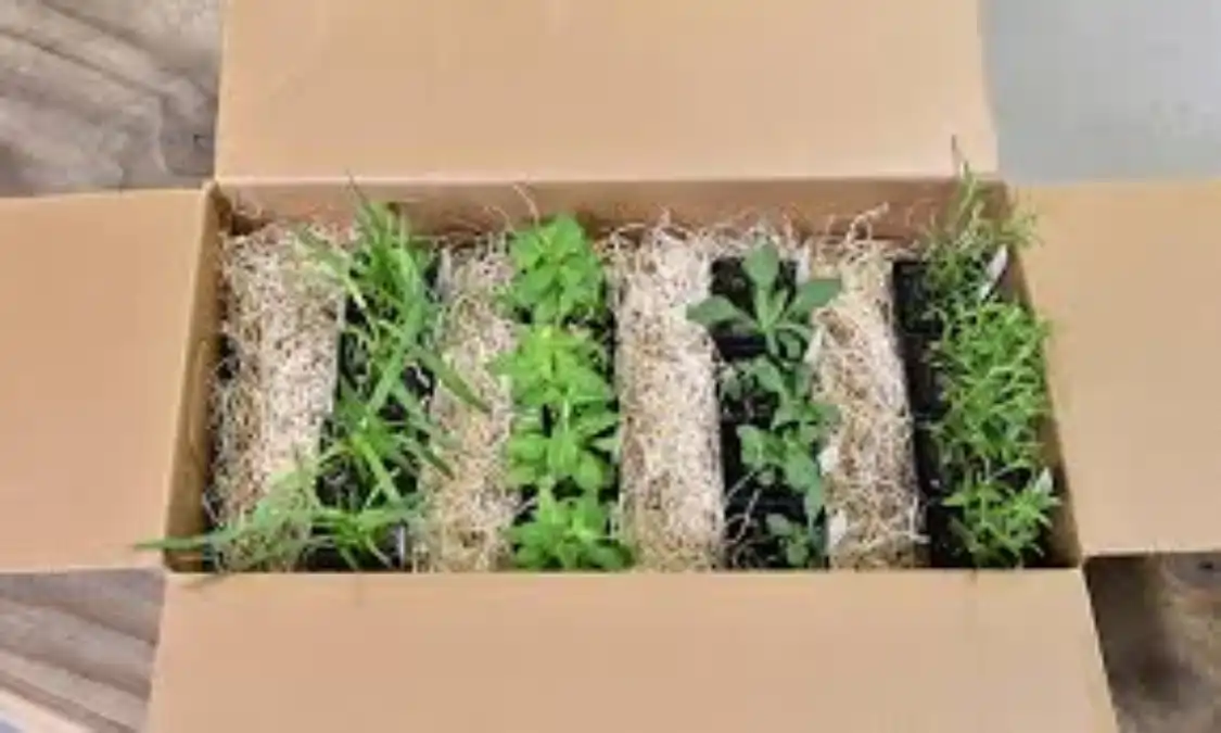 Negócios com plantas, um passo a passo completo mais dicas sobre as embalagens no blog Conversa Pronta.