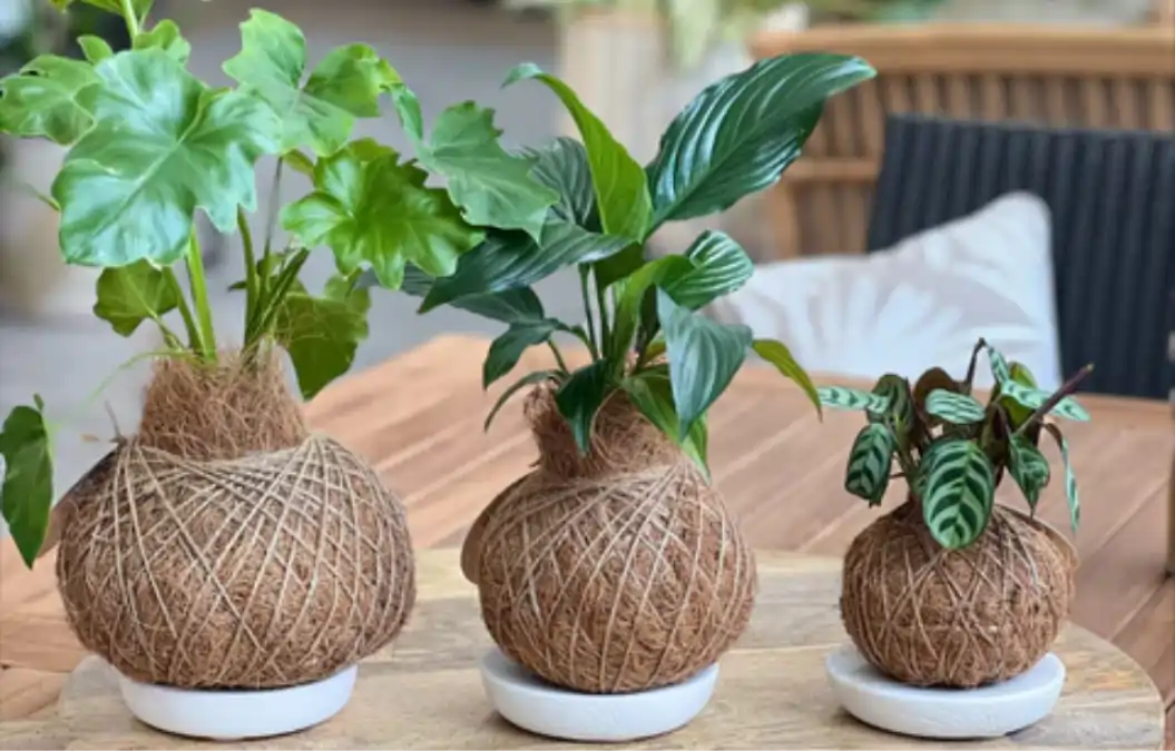 Negócios com plantas, um passo a passo completo mais dicas sobre kokedamas no blog Conversa Pronta.