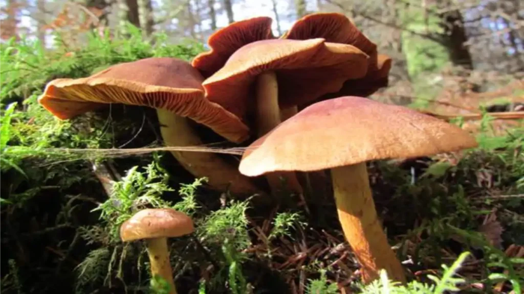 O cogumelo é seguro? Veja os perigos no blog Conversa Pronta.