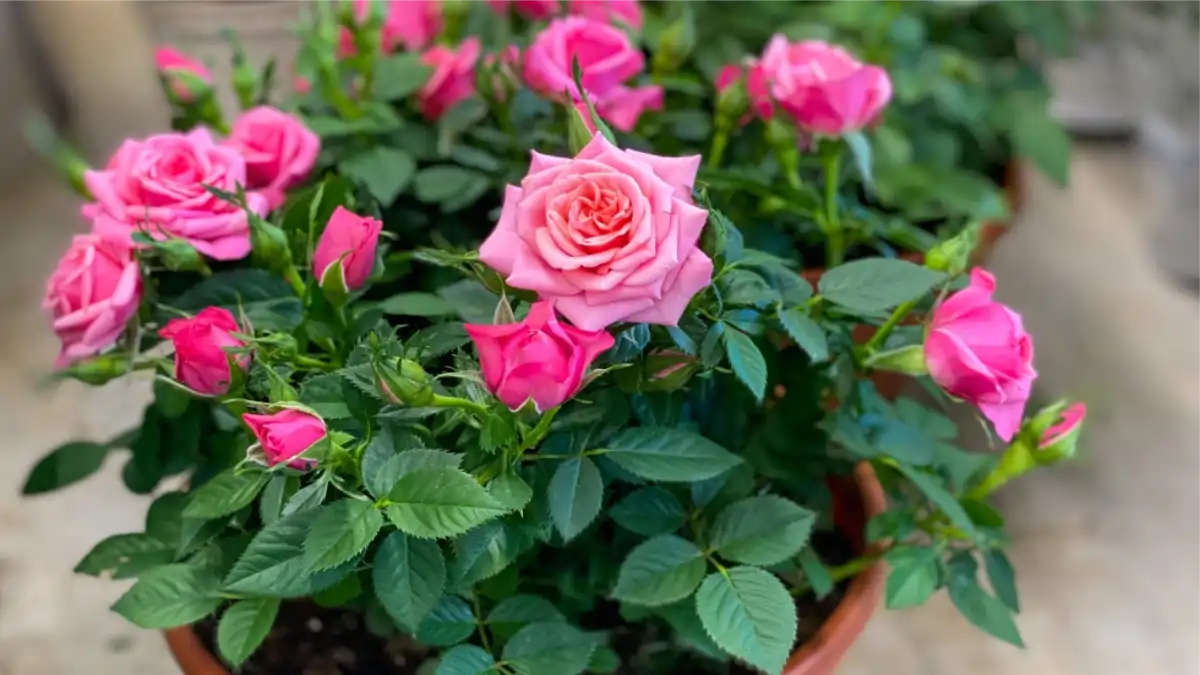 Vaso com mini rosas em passo a passo completo com dicas no  Blog Conversa pronta. Confira aqui!