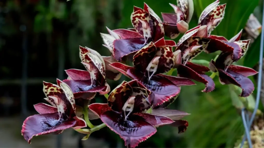 Orquídea pescoço de cisne no blog Dica Pronta.