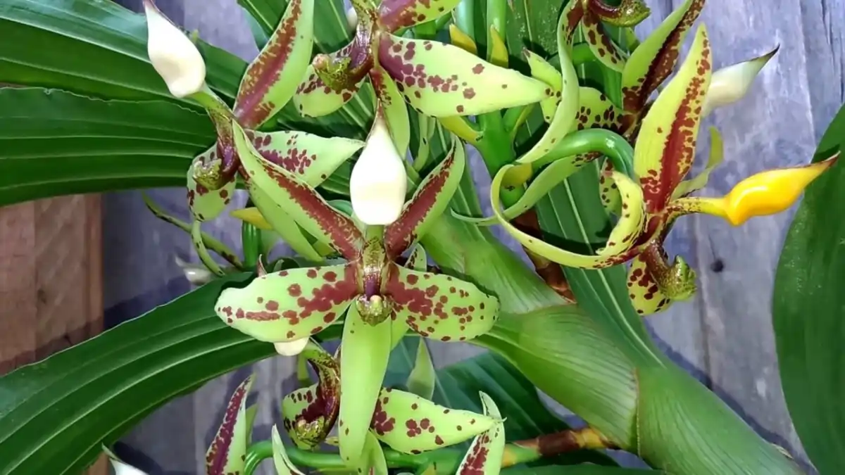 Uma Orquídea pescoço de cisne, com dicas  no blog Dica Pronta.