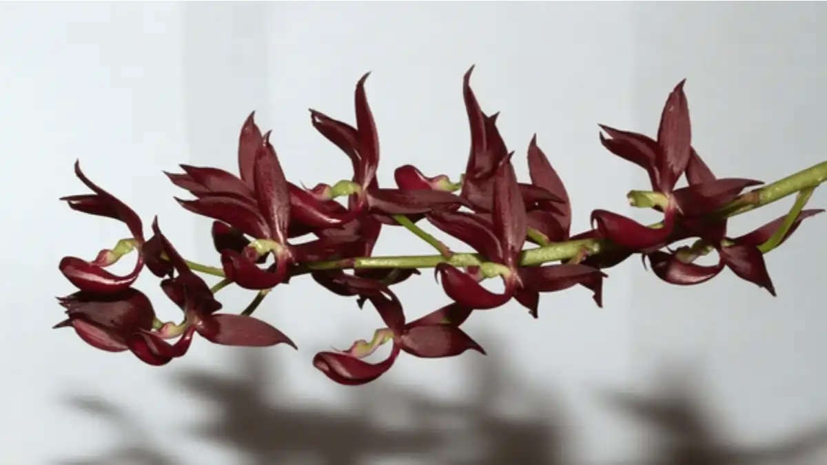 Uma Orquídea pescoço de cisne, rara e  com dicas  no blog Dica Pronta. Confira aqui.