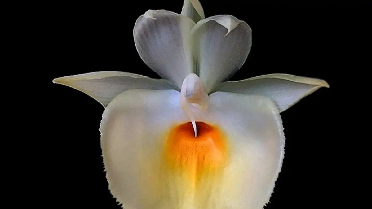 Uma Orquídea pescoço de cisne, rara e  com dicas  no blog Dica Pronta. Confira.