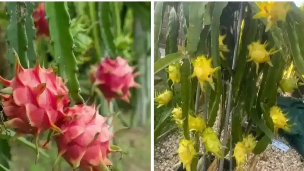 Pitaia em vaso, todas as dicas e variedades no blog Conversa Pronta.