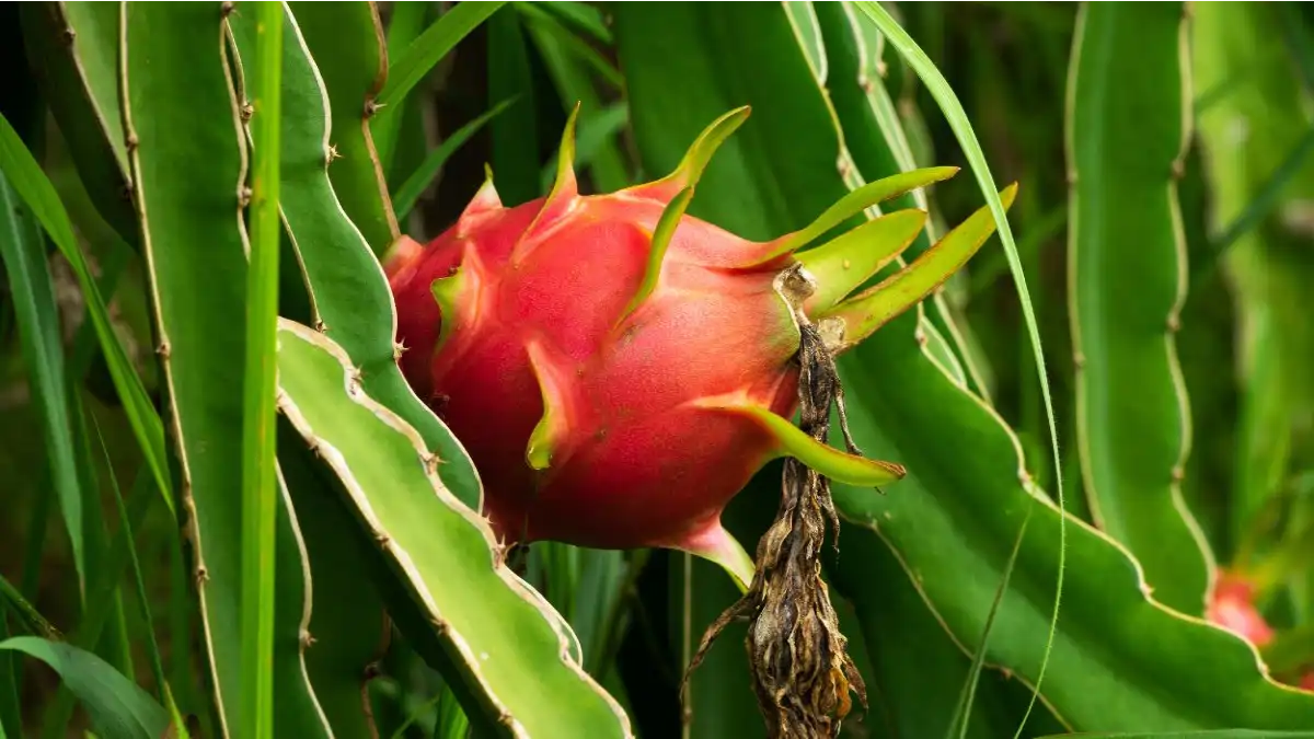 Pitaia em vaso, todas as dicas e variedades no blog Conversa Pronta. Confira aqui como cultivar.