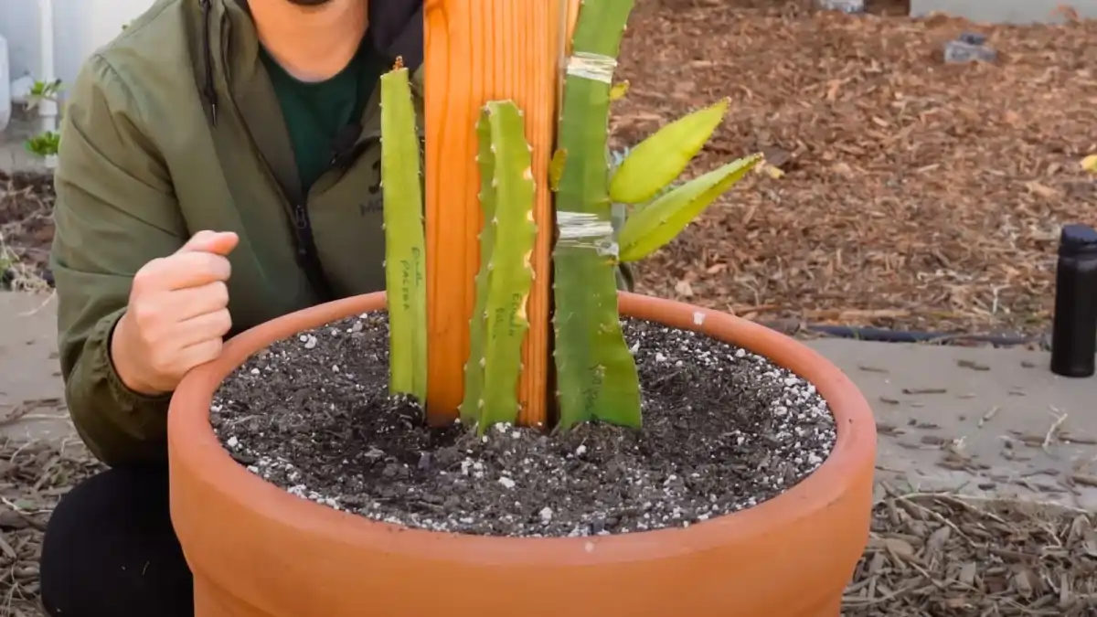 A Pitaia em vaso, com todas as dicas e variedades no blog Conversa Pronta. Confira aqui como cultivar.